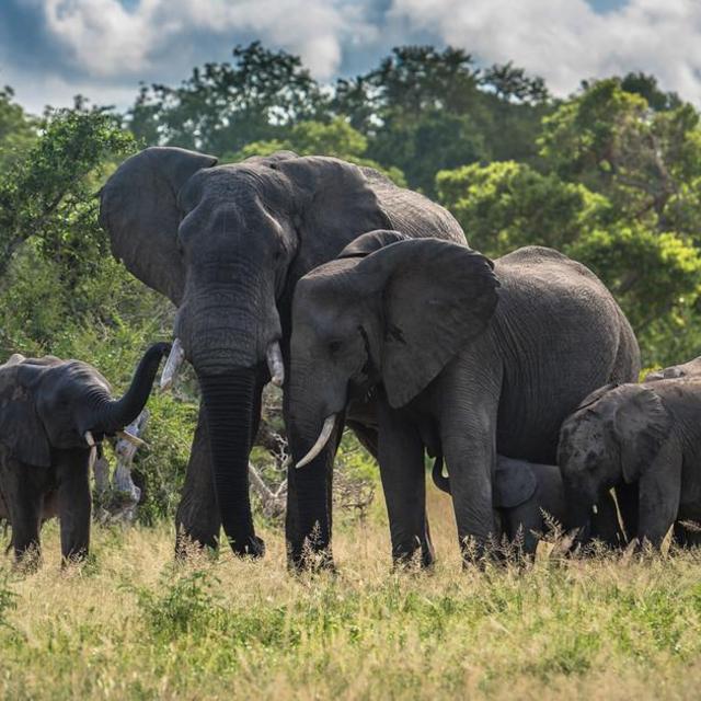 Contribute to our Honeymoon in Kenya and Rwanda