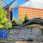 Tennessee Aquarium