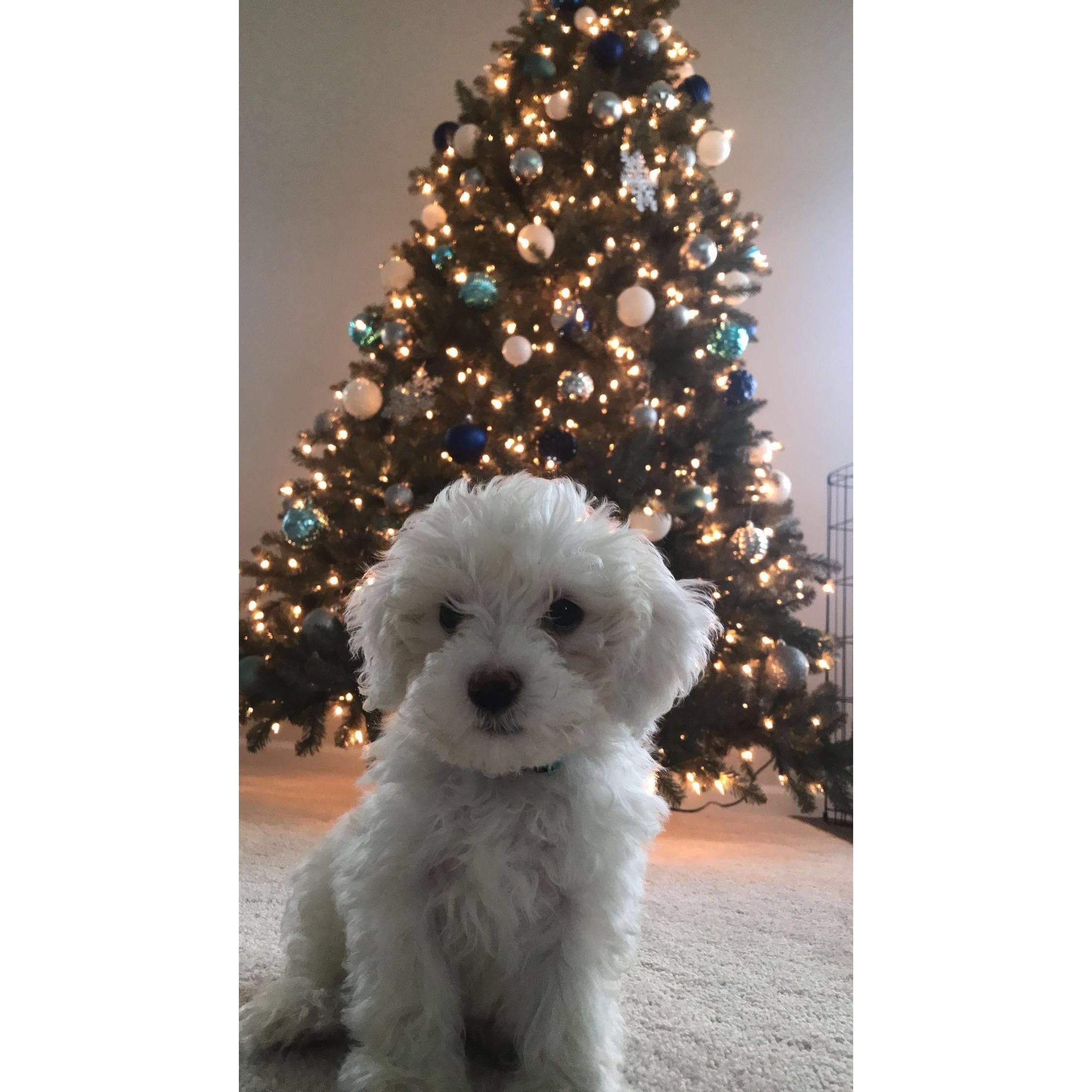 Franklin was adopted October 2021