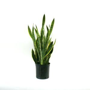 Sansevieria Laurentii in 8.75 in. Grower Pot