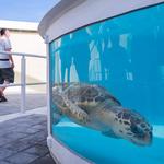 Loggerhead Marinelife Center