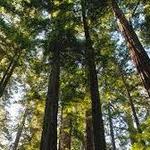 Walk Amongst the Redwoods