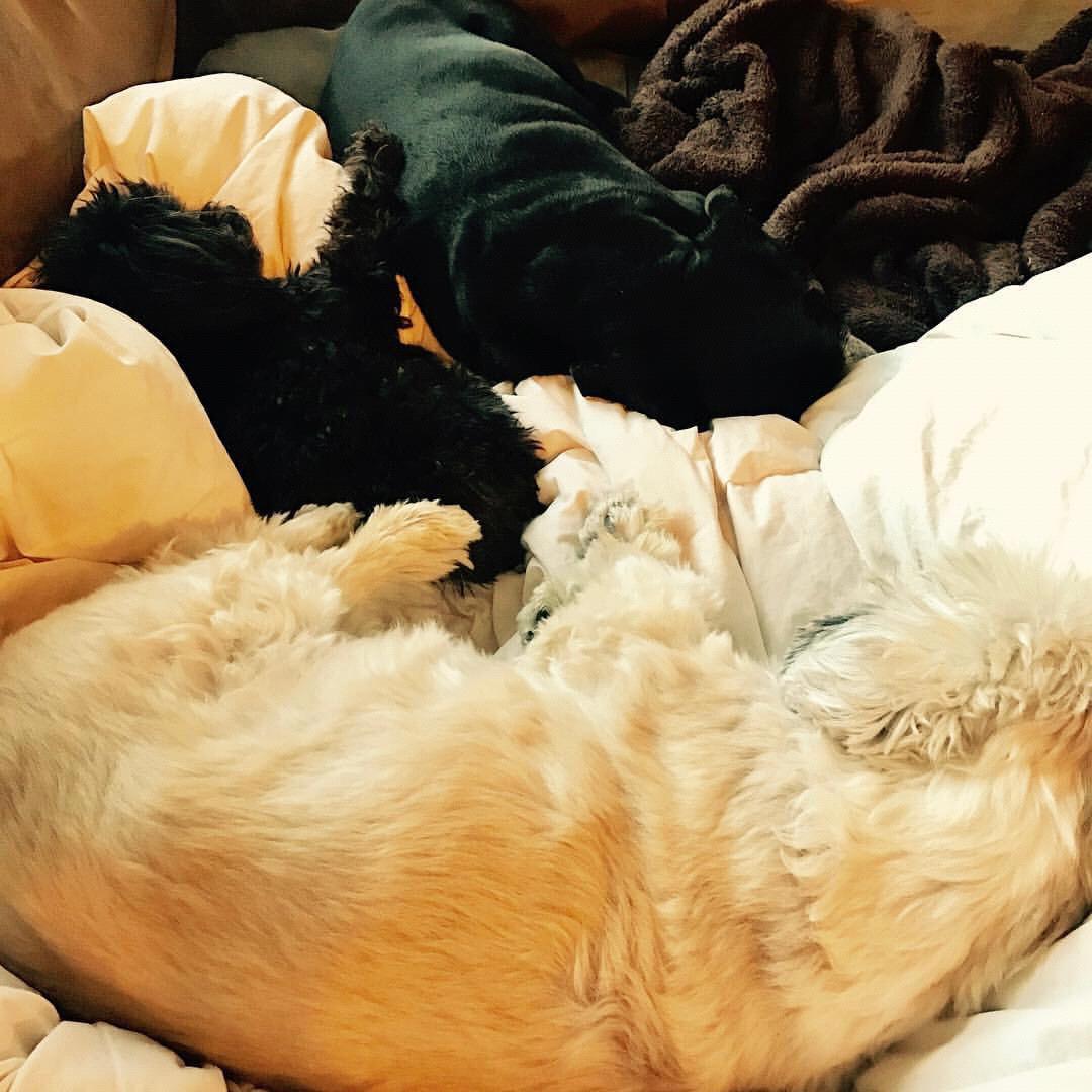Our fur babies, our loves....Wrigley, Charleston and Tiffany.
