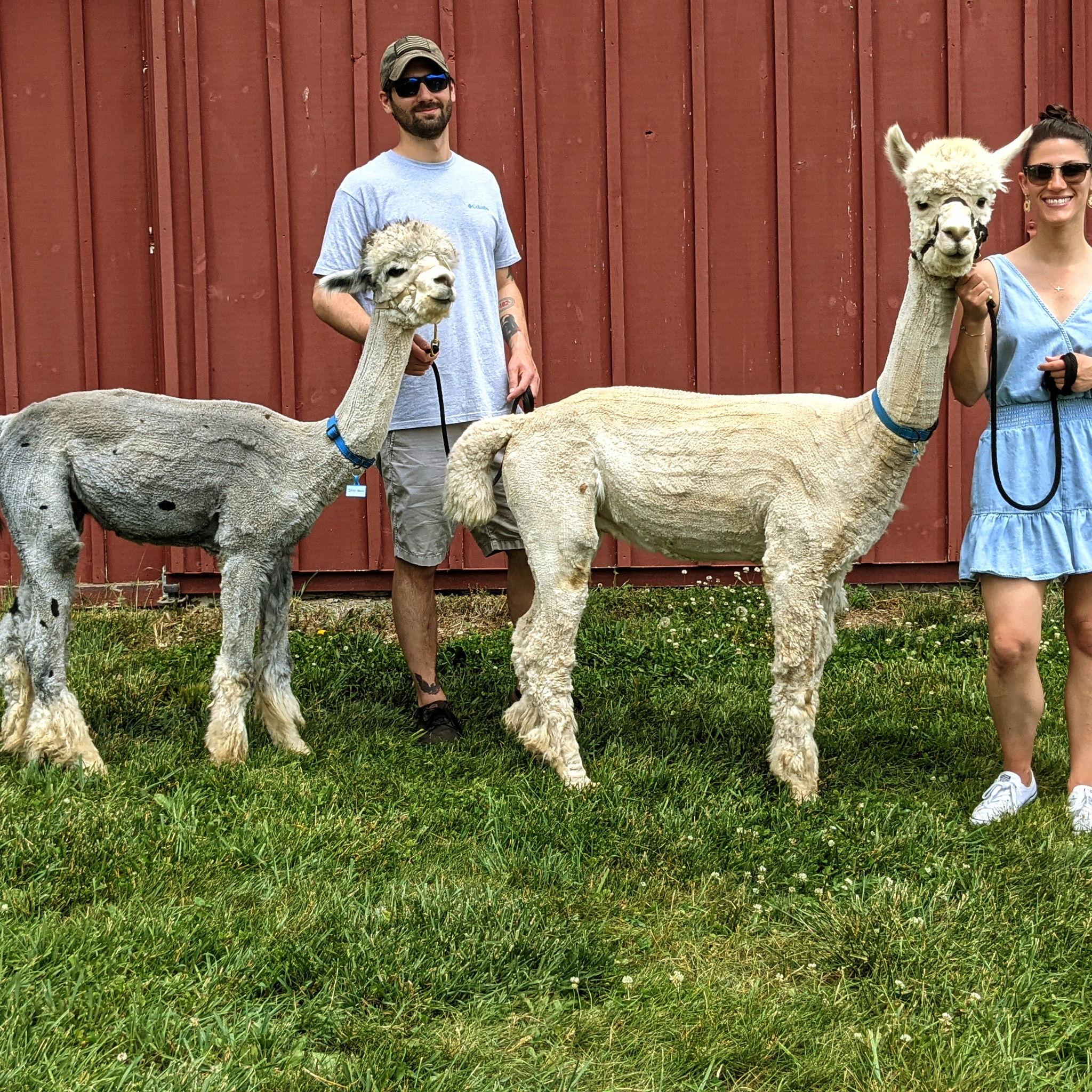 Bluebird Alpaca Farm May 2022 taking a stroll with Silver Hawk & Juno