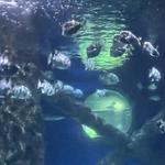 Virginia Aquarium & Marine Science Center