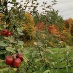 Sunrise Mountain Orchard