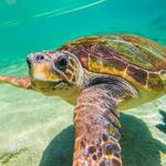 Loggerhead Marinelife Center