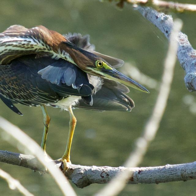 Charity Donation - Audubon Society (Madison)
