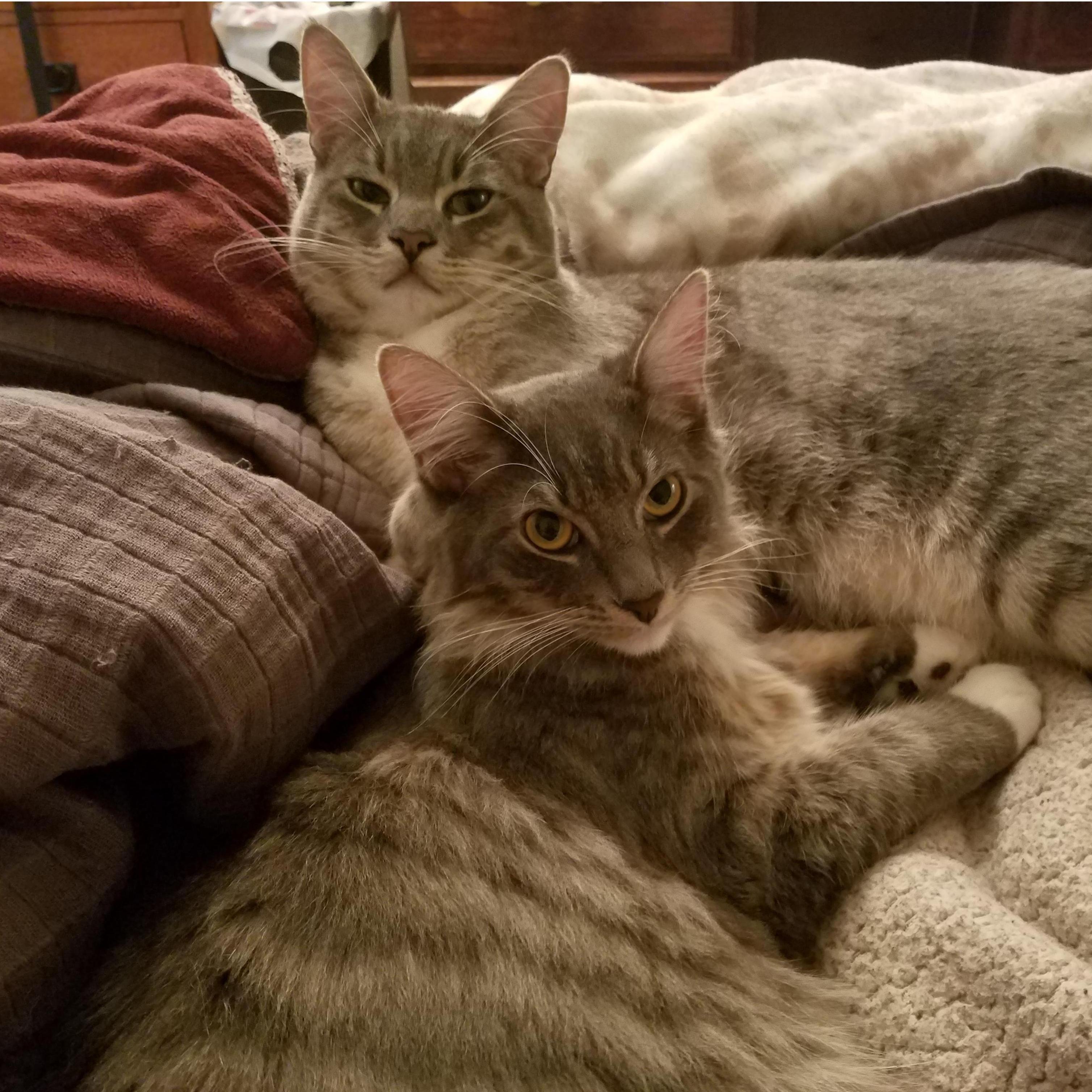 Our two babies...Magic and Trix!