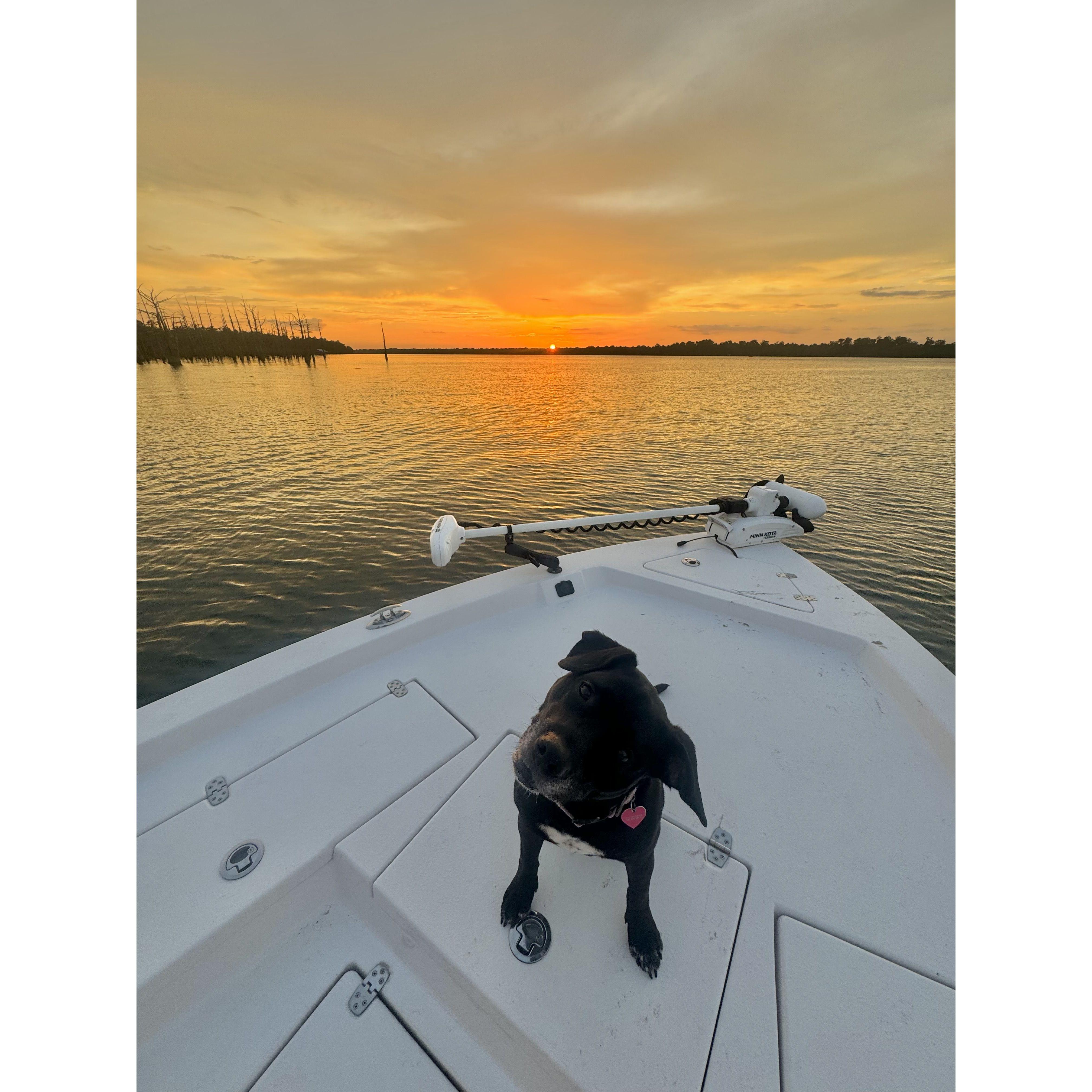 Our dog, Harley