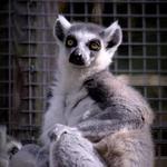 Zoo in Forest Park and Education Center
