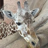 Cheyenne Mountain Zoo