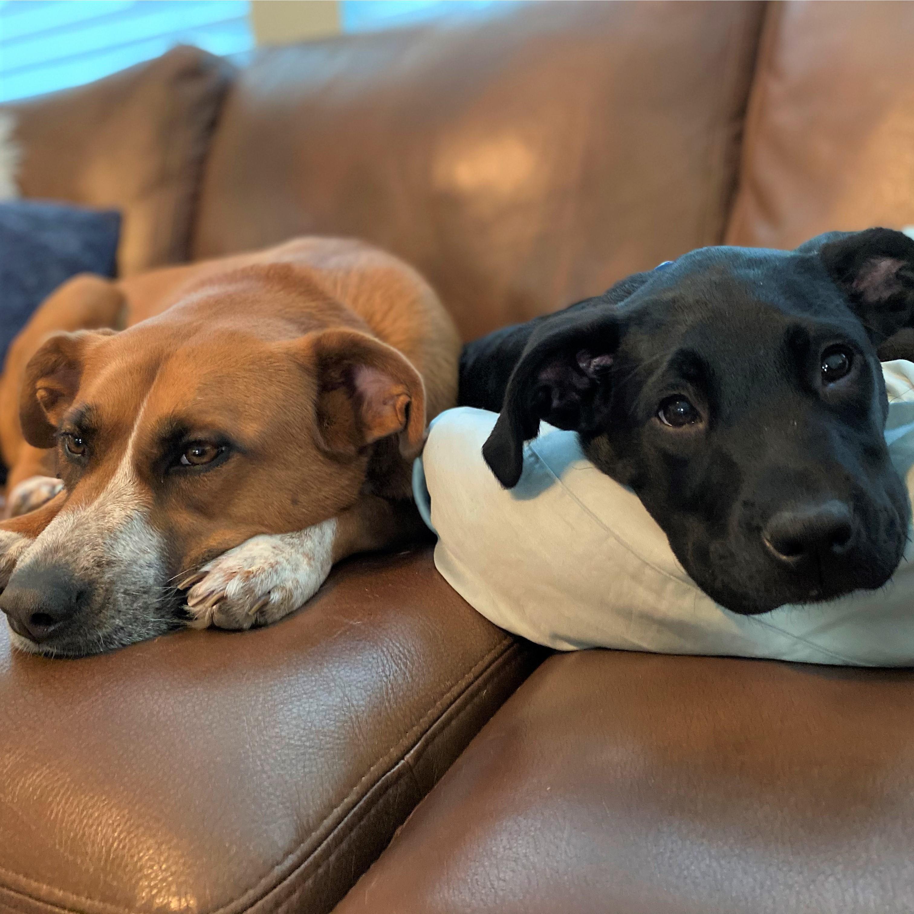 Our sweet pups! Penny on the left and Cooper on the right. Cooper has now substantially passed Penny in size.