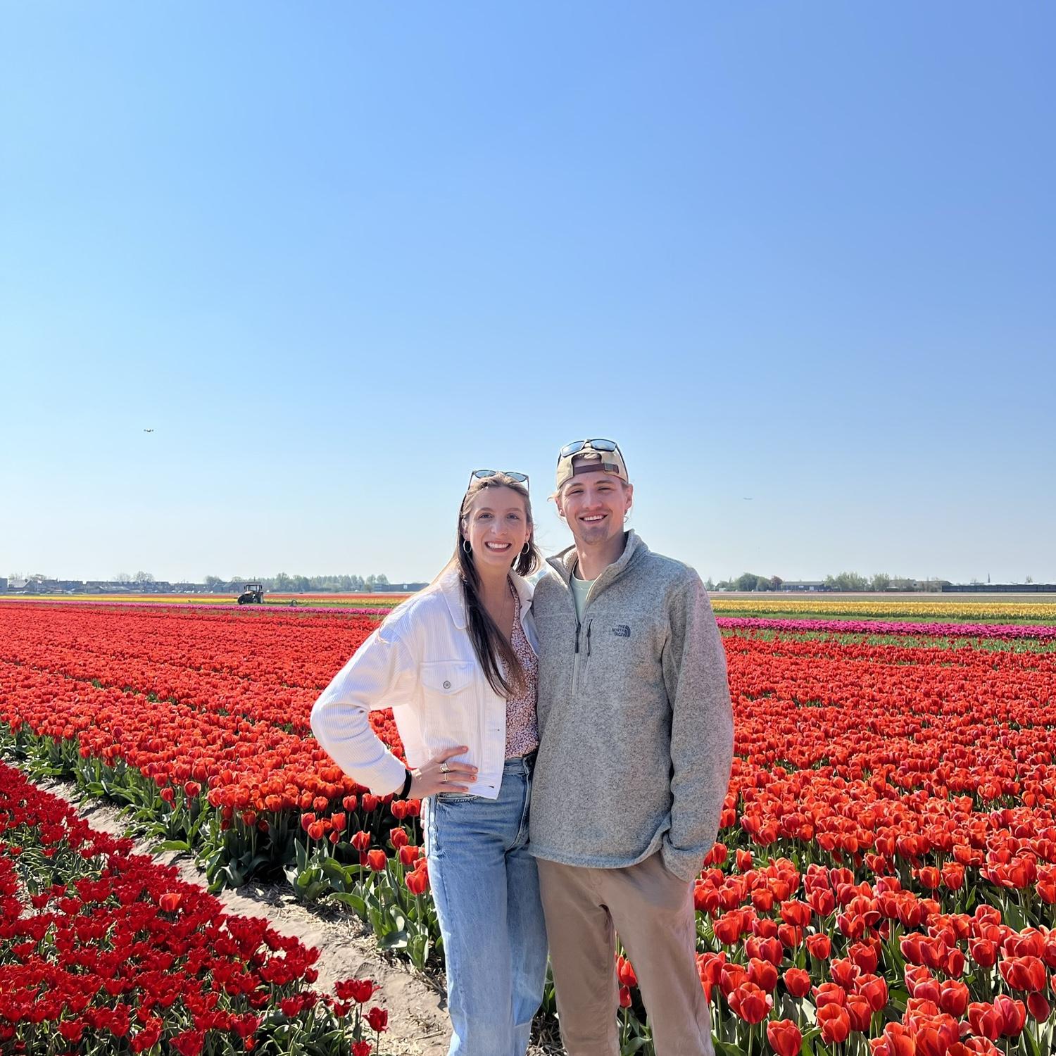 Tulips in Holland - 2022