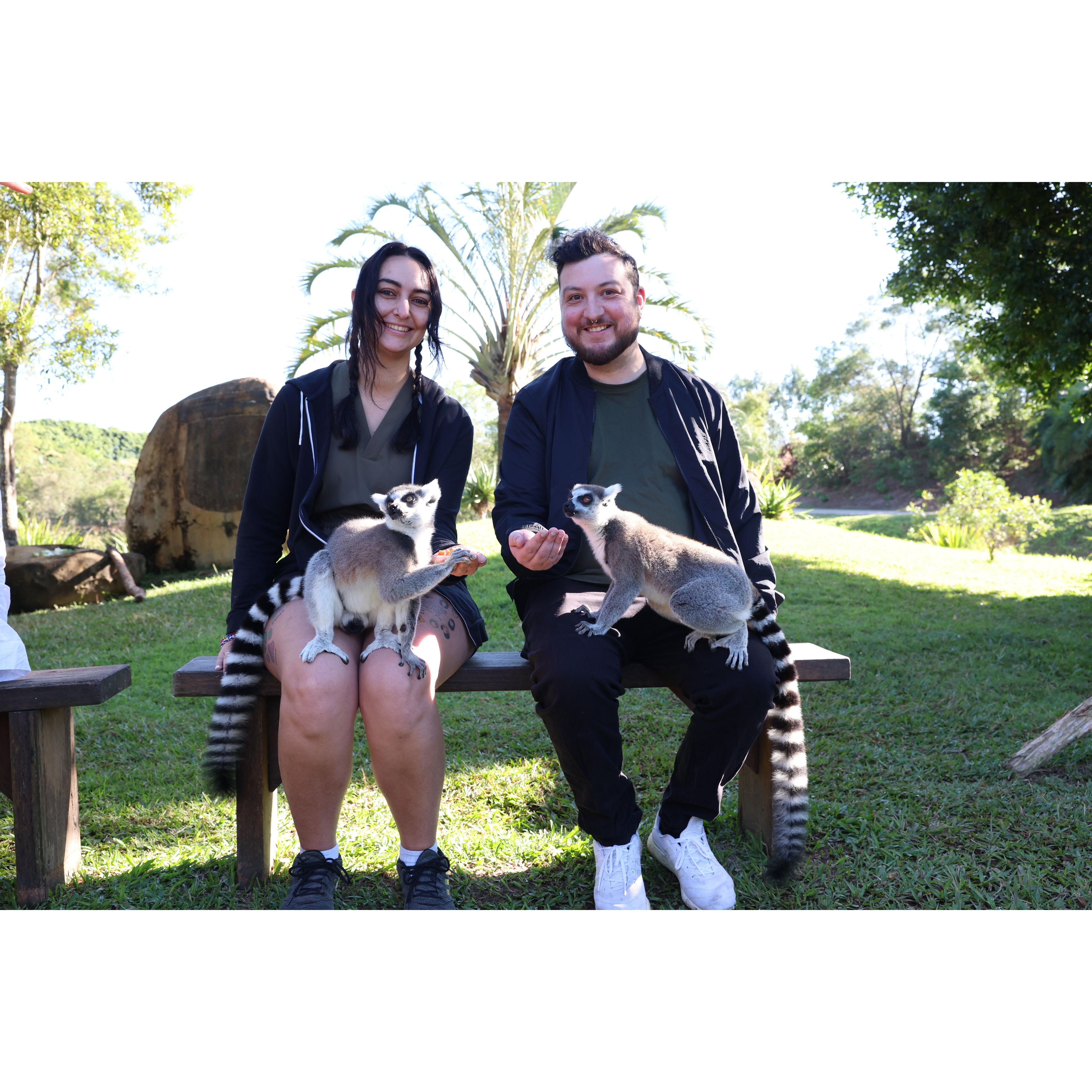 Australia Zoo Lemur Encounter