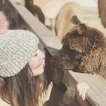 Island Alpaca Company