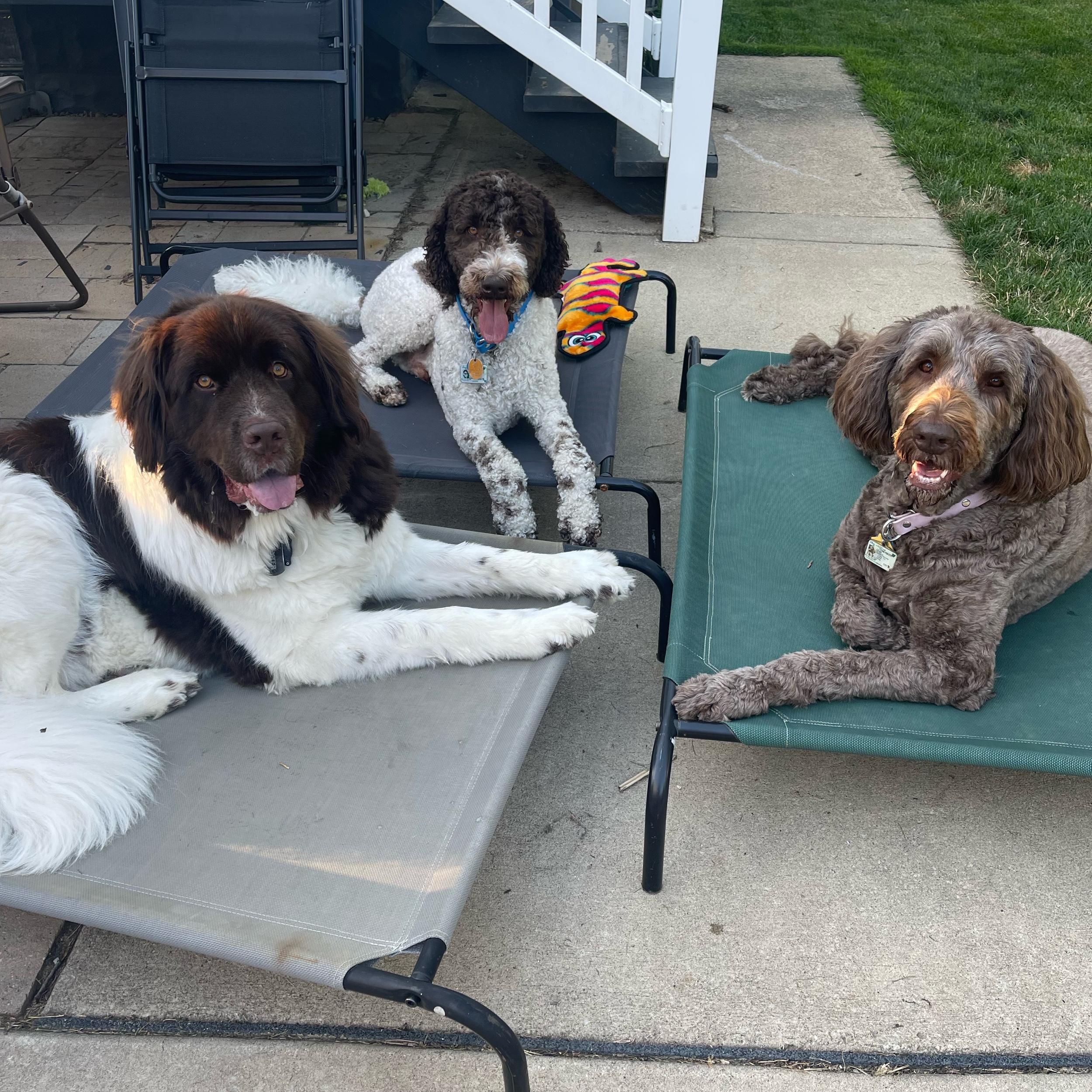 Treat us to treats!! 🐶