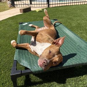 Holly's Toy & Treat Fund
