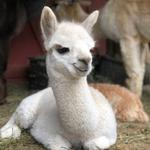 Cape Newagen Alpaca Farm and Gift Shop