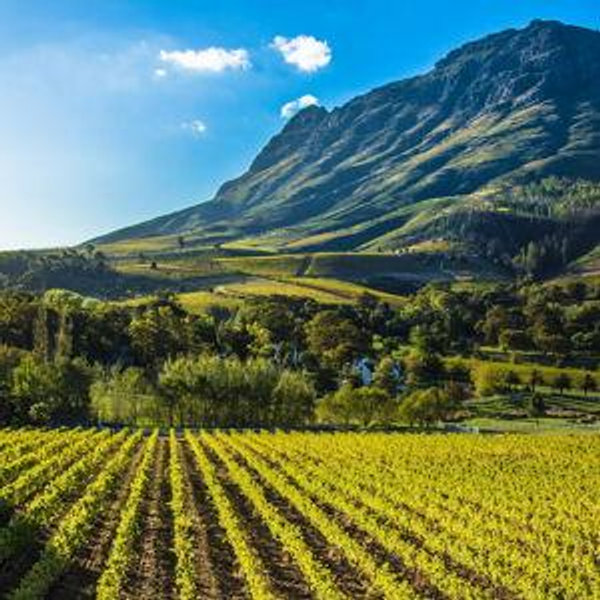 Honeymoon: Wine Tasting in South Africa