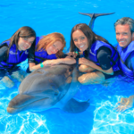 Dolphin Experience