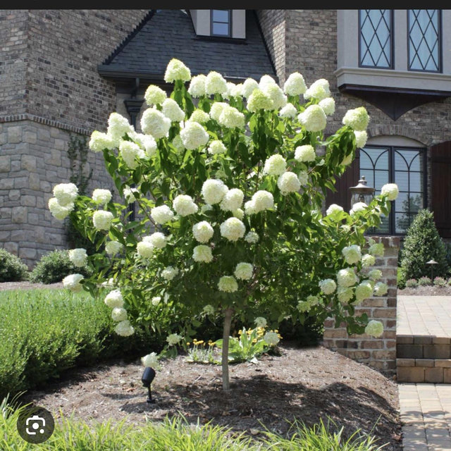 Hydrangea Tree