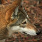 Tallahassee Museum