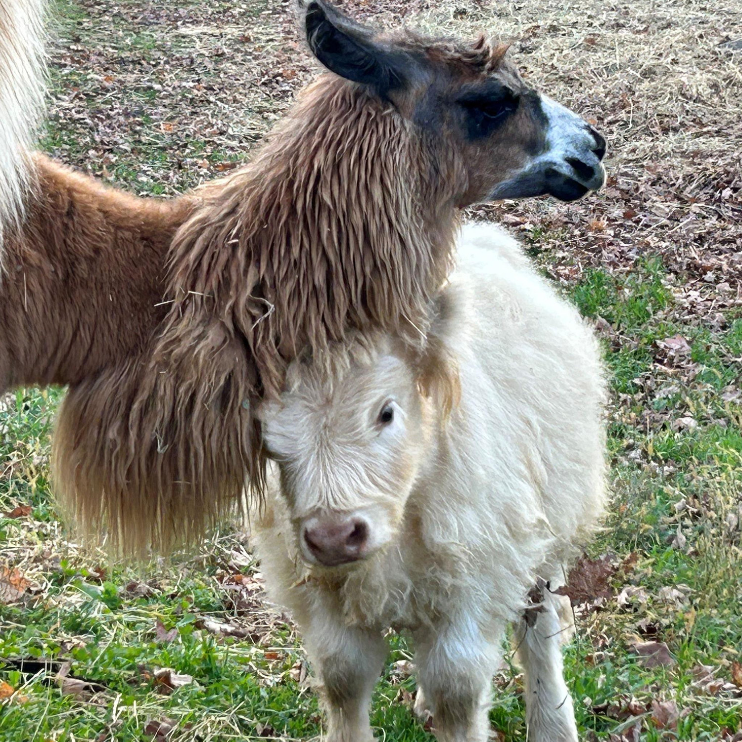 Nittany and Ralph