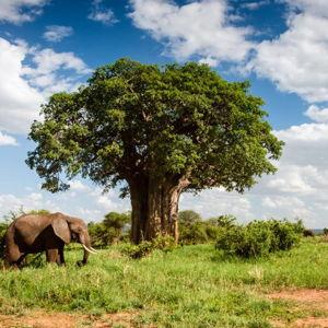 Honeymoon Fund - Tarangire Park Entrance Fees