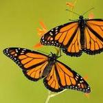 Key West Butterfly Conservancy