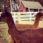 Bluebird Farm Alpacas