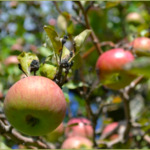 Terrace Mountain Orchard