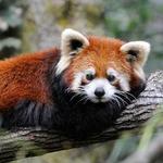 Prospect Park Zoo