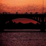 Congress Avenue Bridge Bats