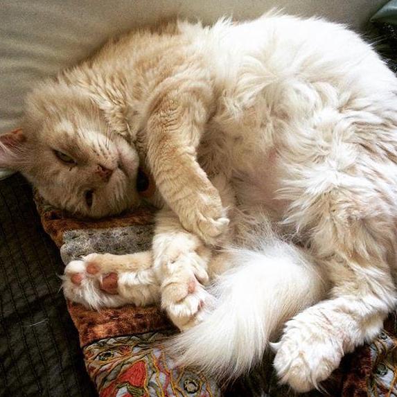 Our fur-baby Sasha (the sweetest, fluffiest cat)