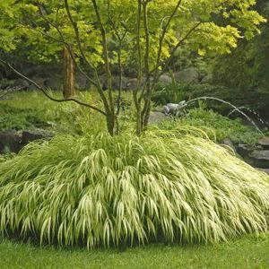Carex Grass