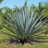 Mezcal Tour Oaxaca