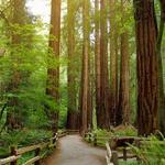 Muir Woods National Monument
