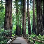 Muir Woods National Monument