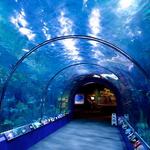 Audubon Aquarium of the Americas