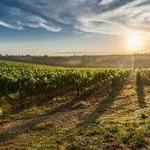 Highway 290 wineries