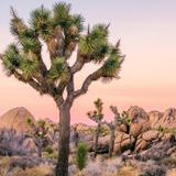 Joshua Tree National Park