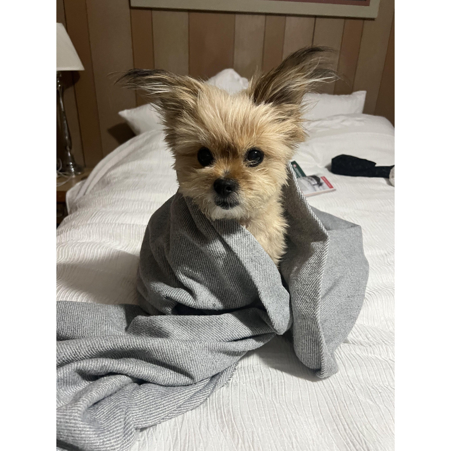 Cold Gizmo!