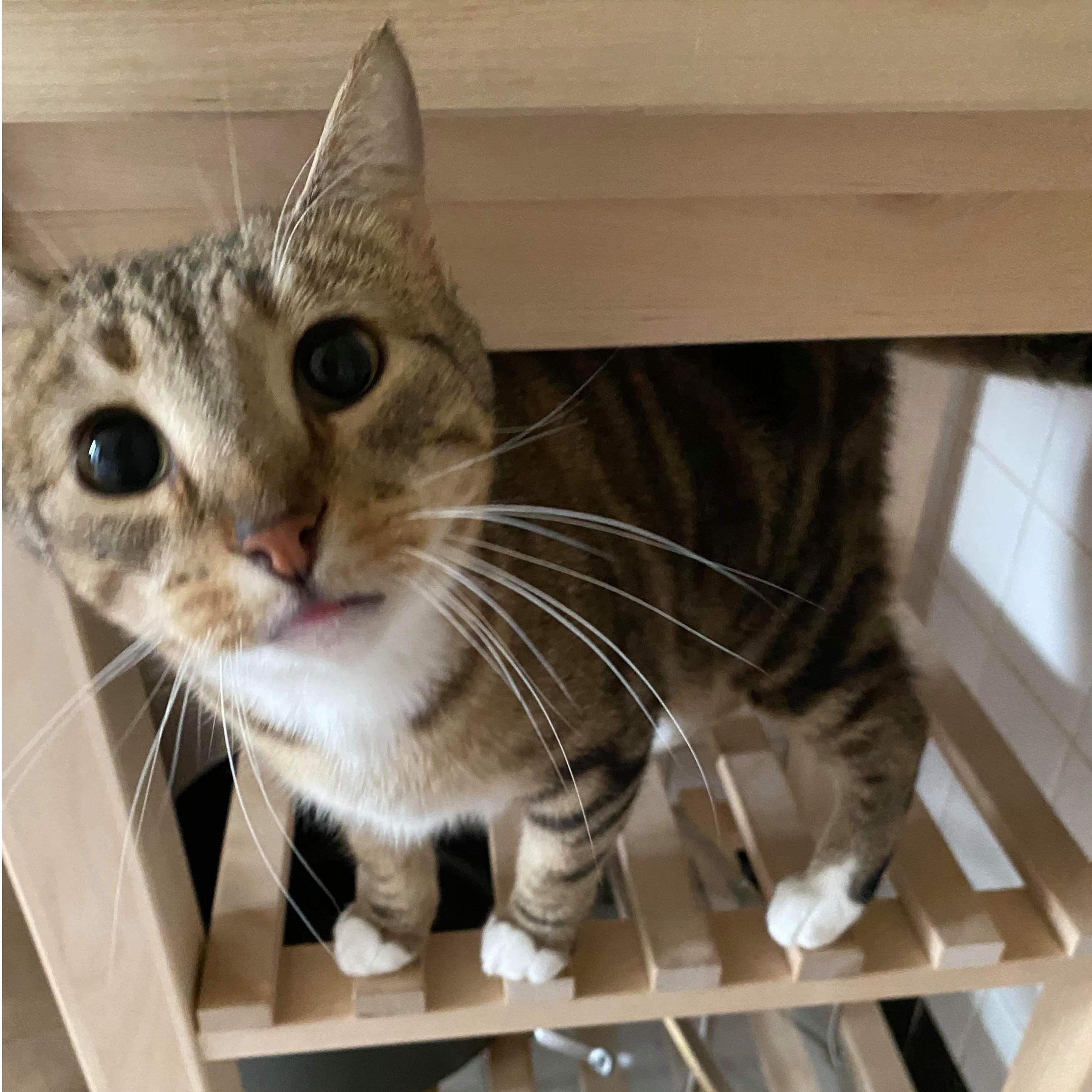 Our gremlin cat, Momo <3