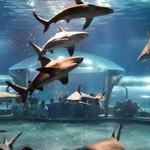 Oklahoma Aquarium