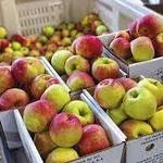 Soergel Orchards