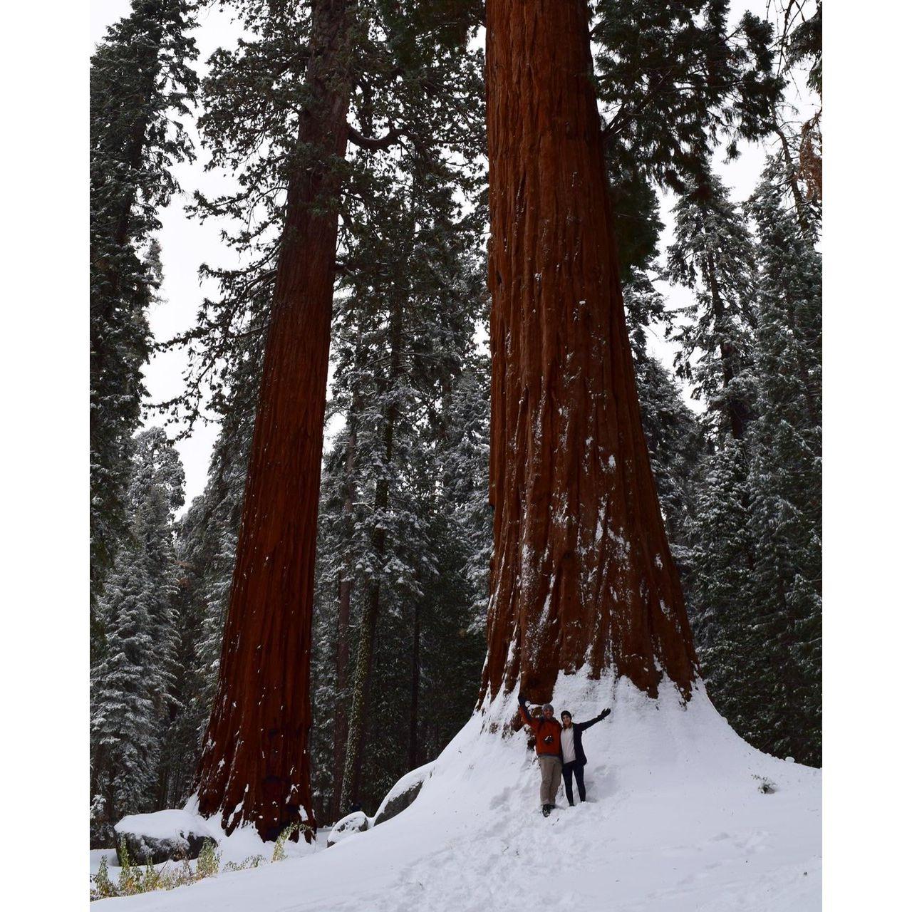 Katharine wanted to "feel small," on this trip, Jacob took her to Sequoia National Park.