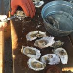 Westcott Bay Shellfish Co.