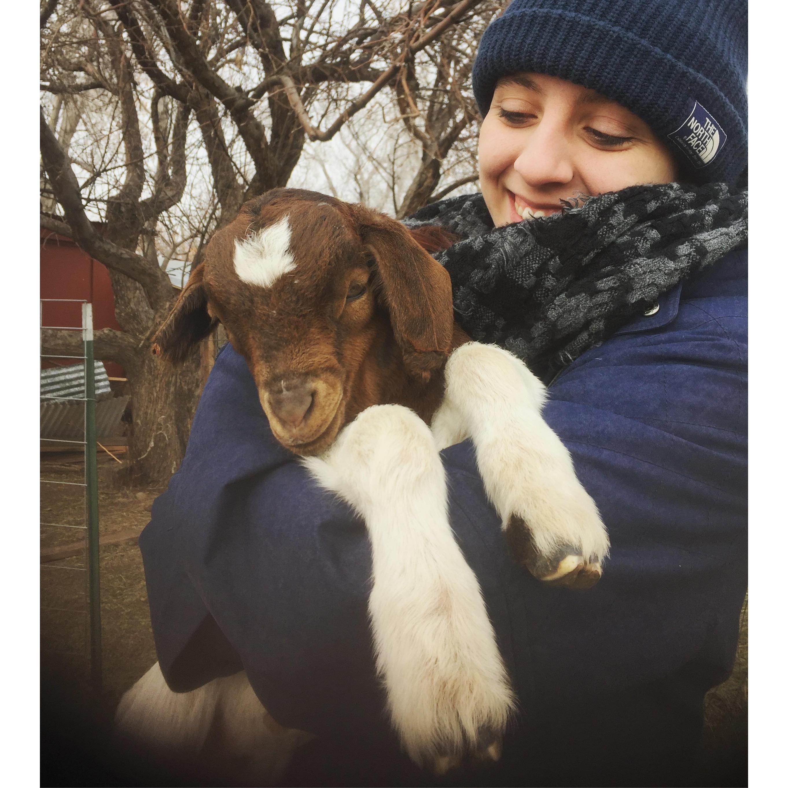 Baby goats at the ranch! Fall 2016