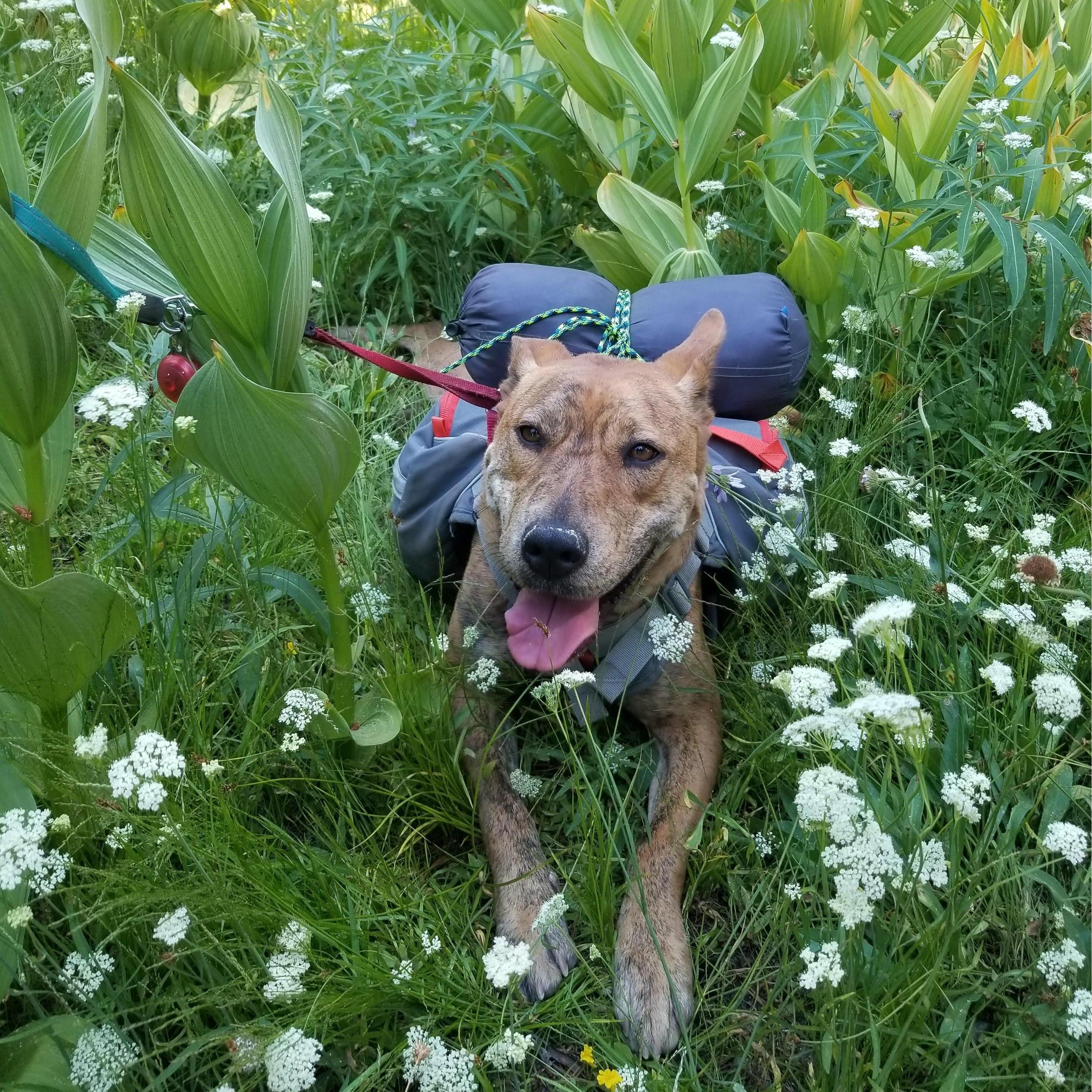 Bella's first backpacking trip!